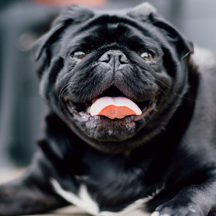Portrait of Marco Bellini, community mentor and Italian cuisine specialist